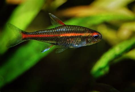 Ultimate Guide To Fish From PetSmart: Types, Care, Health, And Tips.